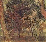 Vincent Van Gogh Study of Pine Trees (nn04) painting